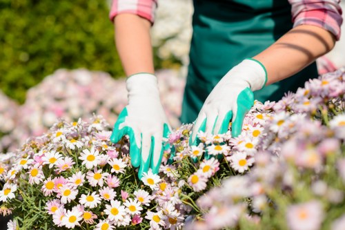 Eco-friendly hedge trimming practices