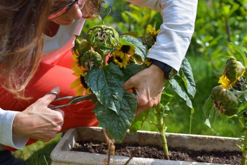 Pruned shrubs and blooming plants in Hampstead
